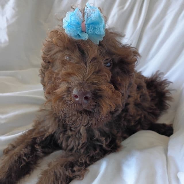 Jolly - Labradoodle Female