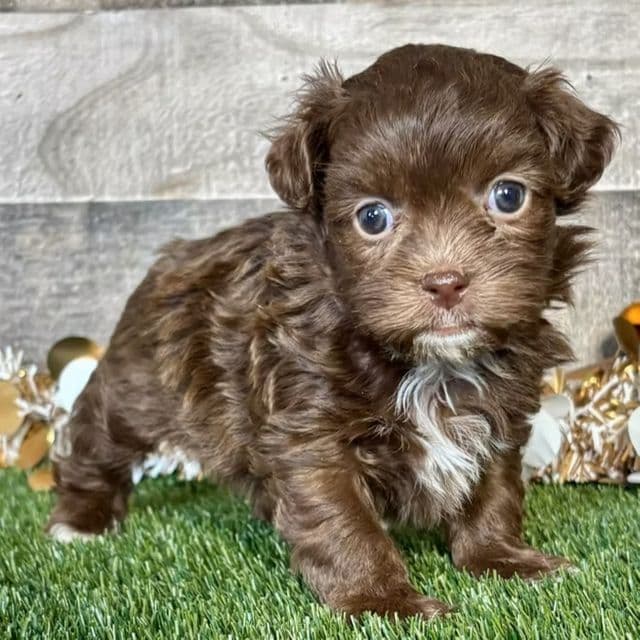 Teddy - Shih-Poo Male