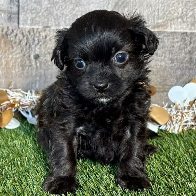 Theo - Shih-Poo Male