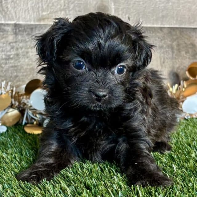 Tara - Shih-Poo Female
