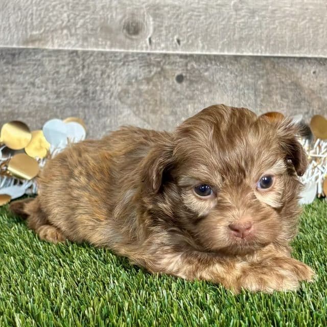 Tatum - Shih-Poo Male