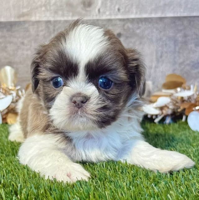 Sully - Shih Tzu Male