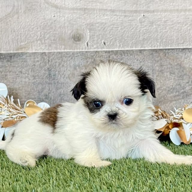 Silas - Shih Tzu Male