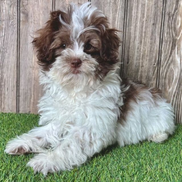 Sylvan - Shih-Poo Male