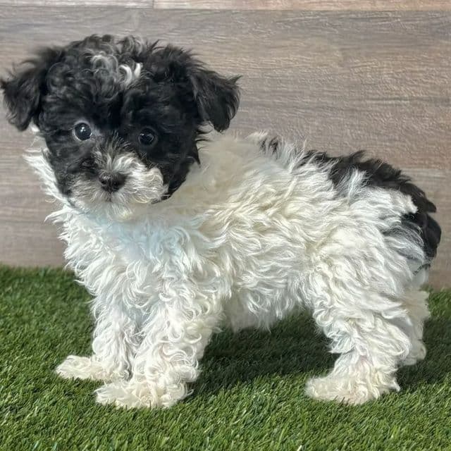 Paris - Toy Poodle Female