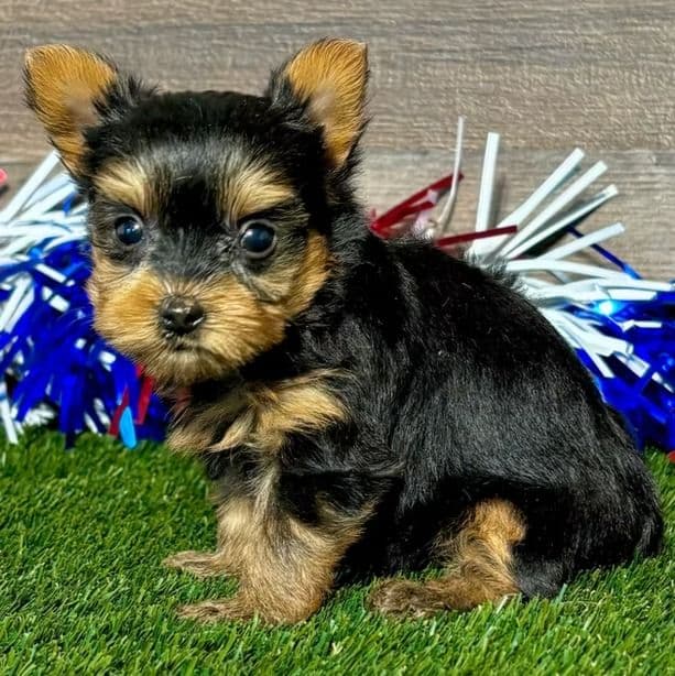 Remi - Yorkie-Chon Female