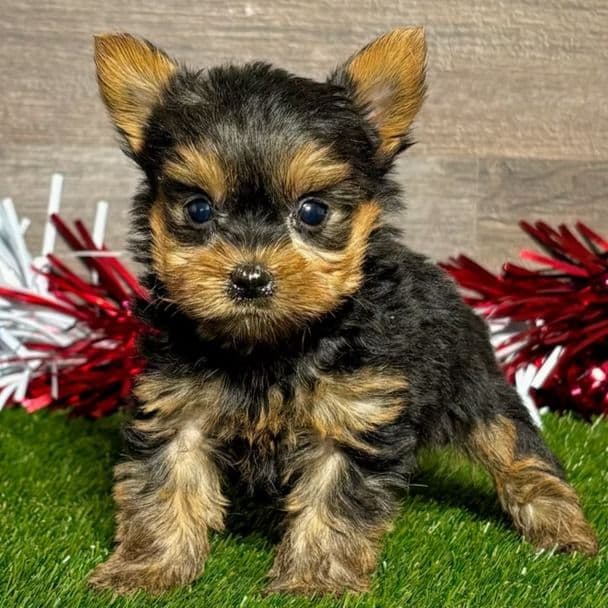 Ray - Yorkshire Terrier Male