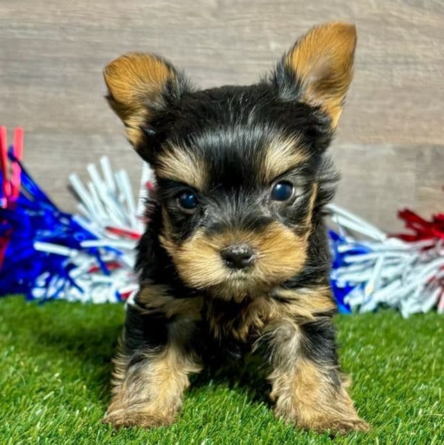 Roy - Yorkshire Terrier Male