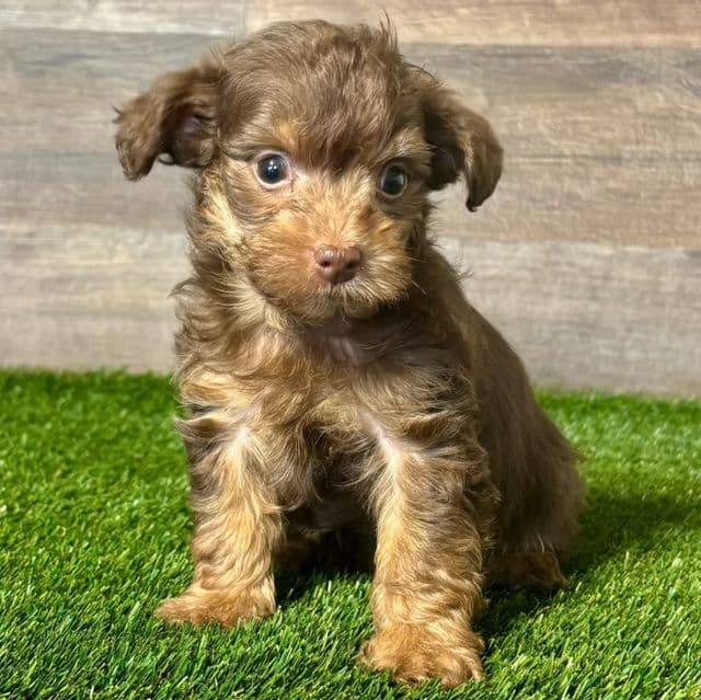 Vander - Yorkipoo Male