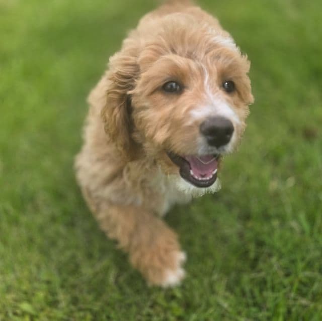 Mae - Bernedoodle Female