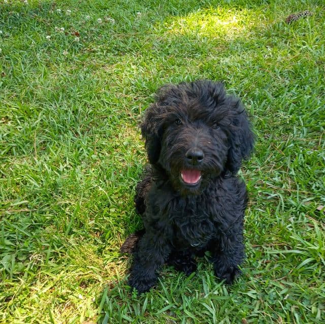 Onyx - Labradoodle Female