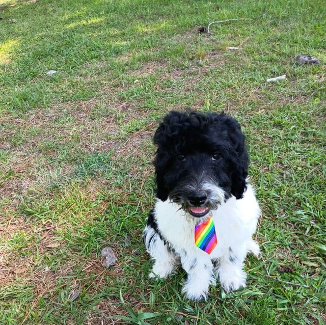 Diesel - Labradoodle Male