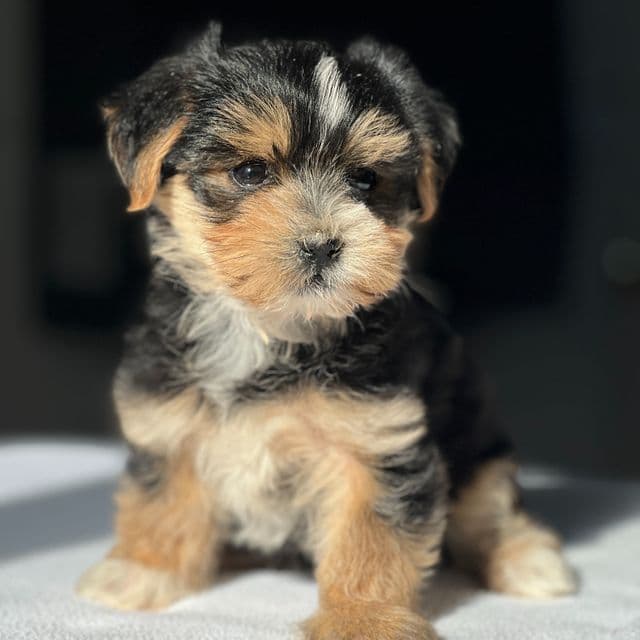 Taffy - Morkie Female