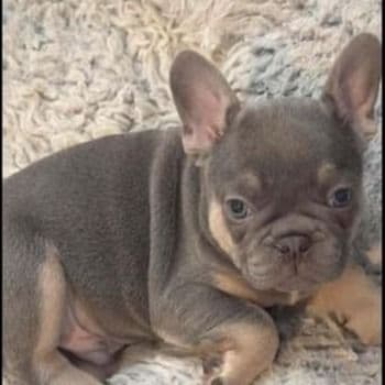 Pierre - French Bulldog Male