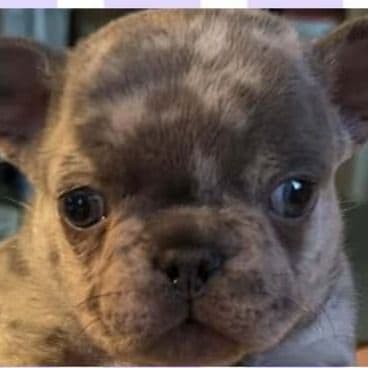 Violetta - French Bulldog Female
