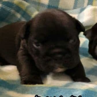 Toast - English Bulldog Male