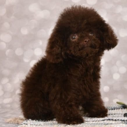 Noah aka BENTLEY - Toy Poodle Male