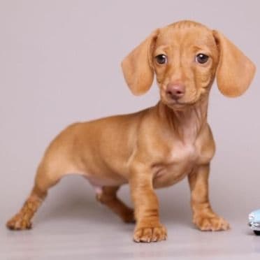 Chip - Dachshund Male
