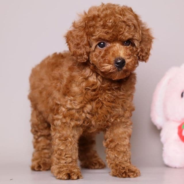 EVA - Toy Poodle Female