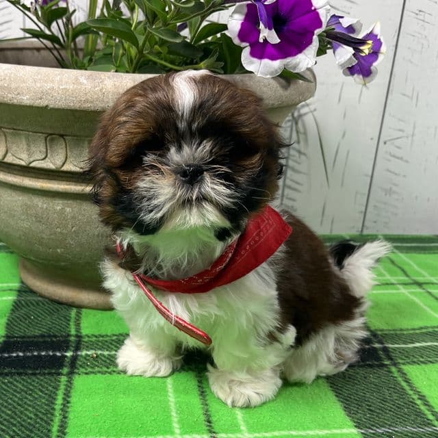 Penny - Shih Tzu Female