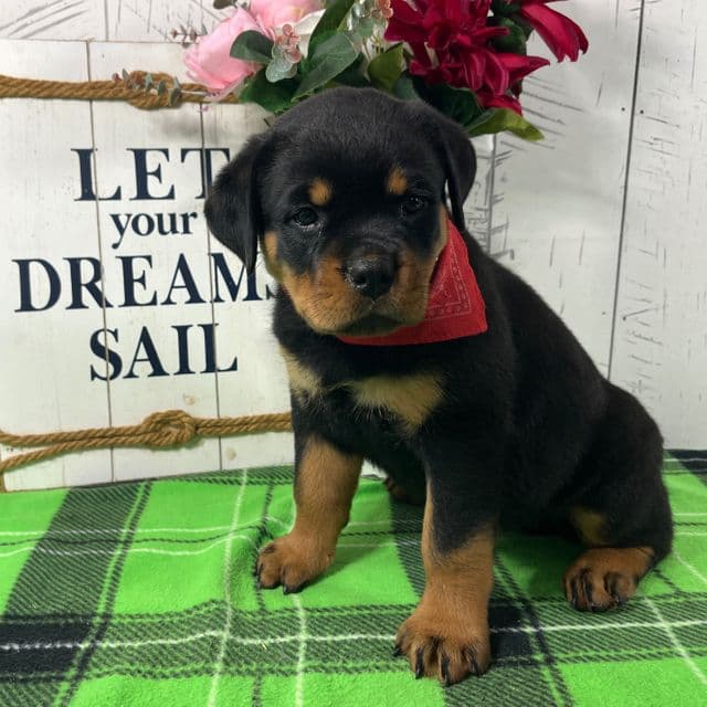 Raven - Rottweiler Female