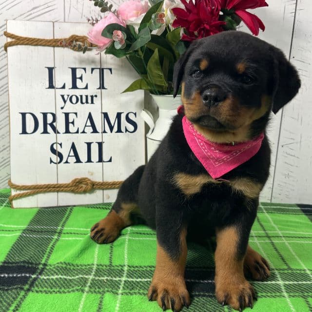 Frieda  - Rottweiler Female