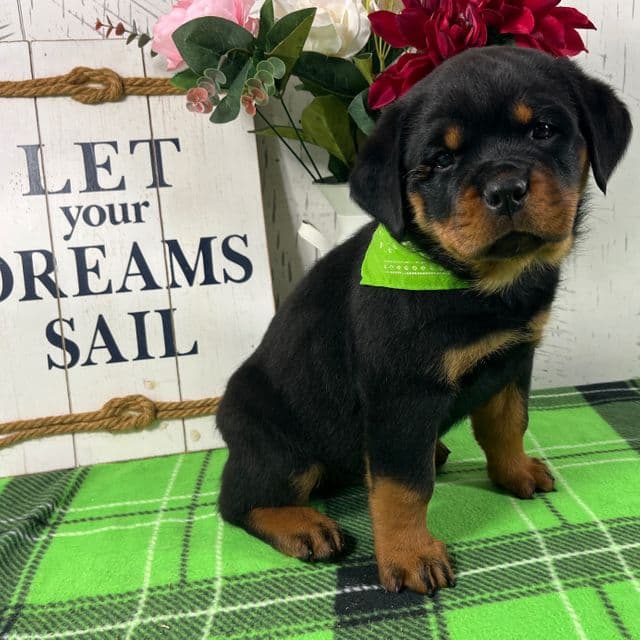 Missy - Rottweiler Female