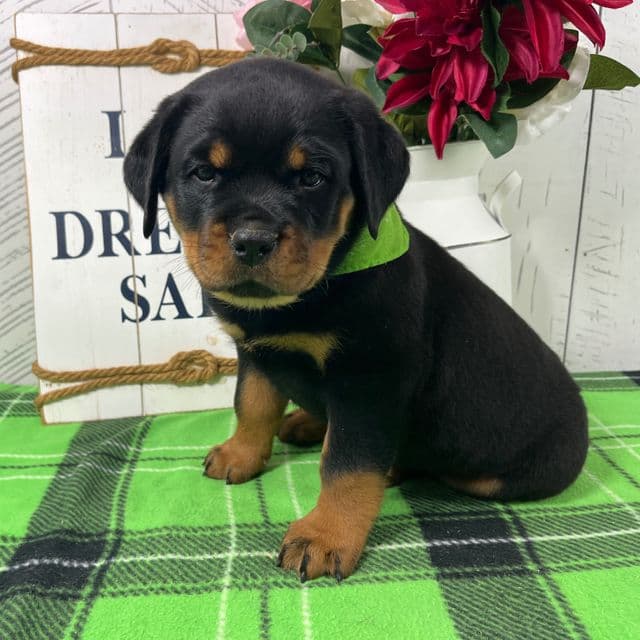 Dolly - Rottweiler Female