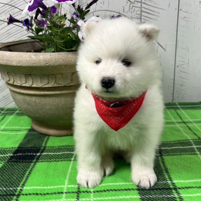 Barney - Samoyed Male