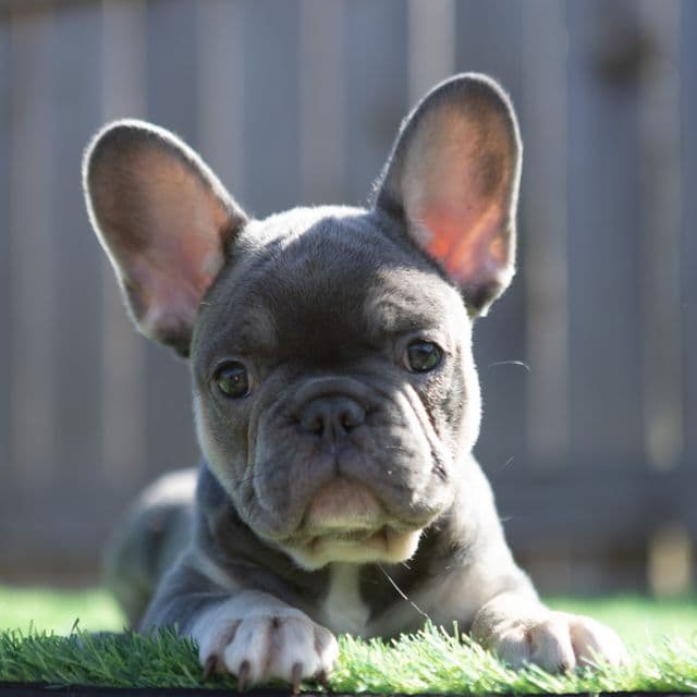Mufasa - French Bulldog Male