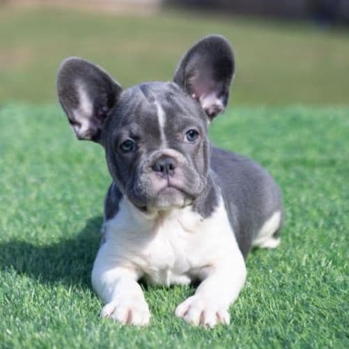 Kiara - French Bulldog Female
