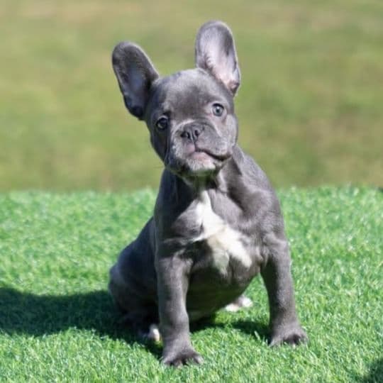 Nala - French Bulldog Female