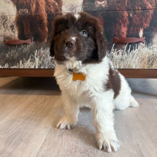 Brooklyn  - Newfoundland Female