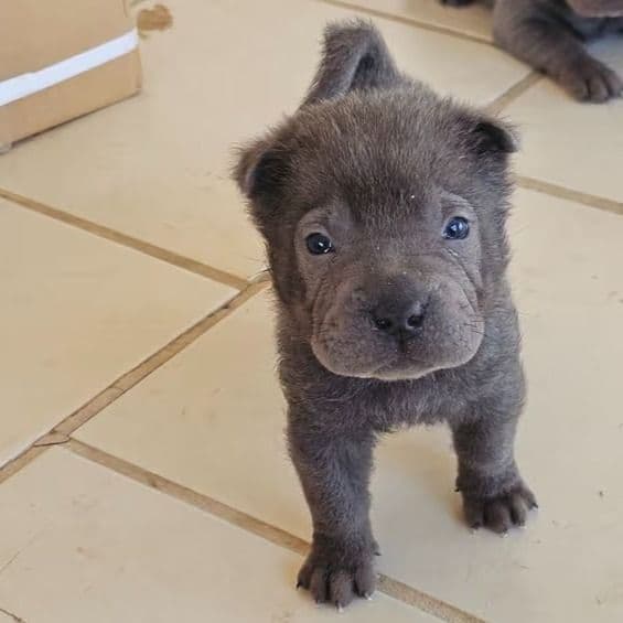 Pieces - Chinese Shar-Pei Male