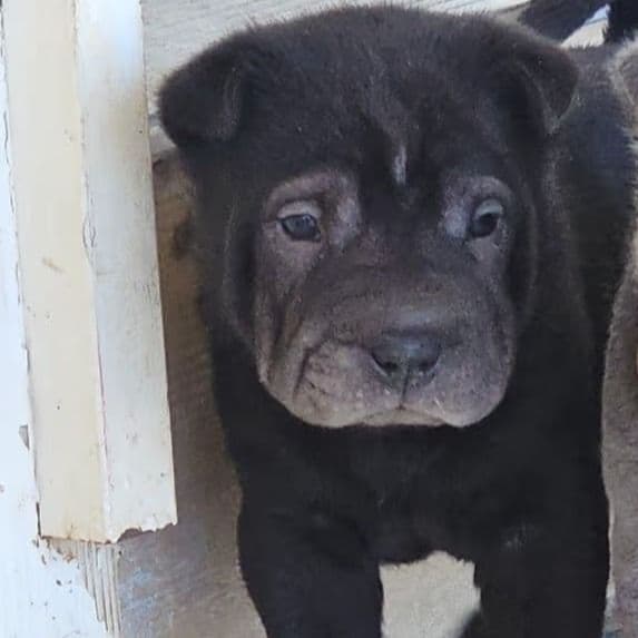 Nails - Chinese Shar-Pei Male