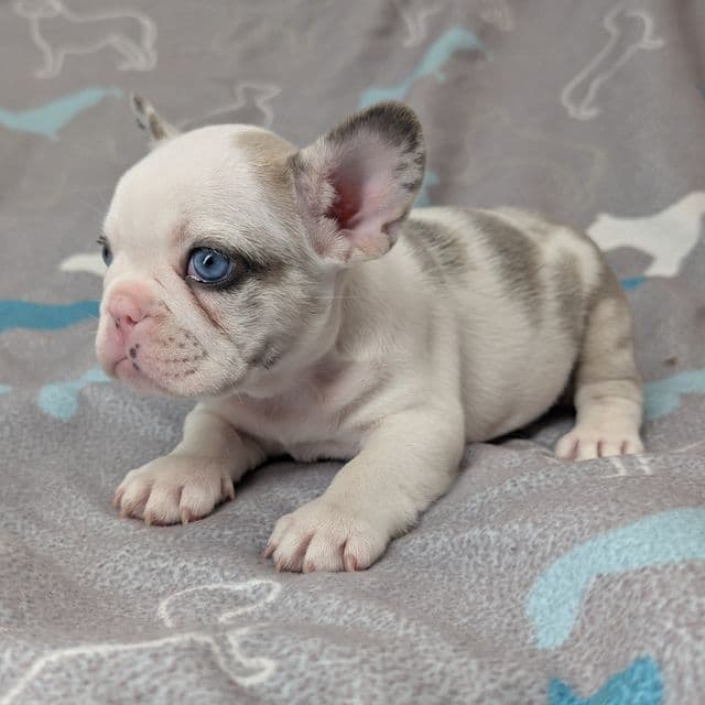 Snowy - French Bulldog Female
