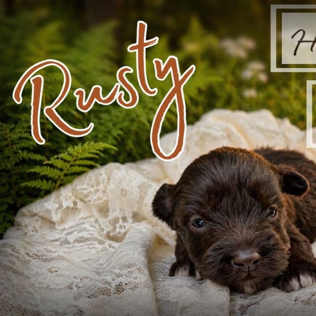 Akc Rusty - Miniature Schnauzer Male