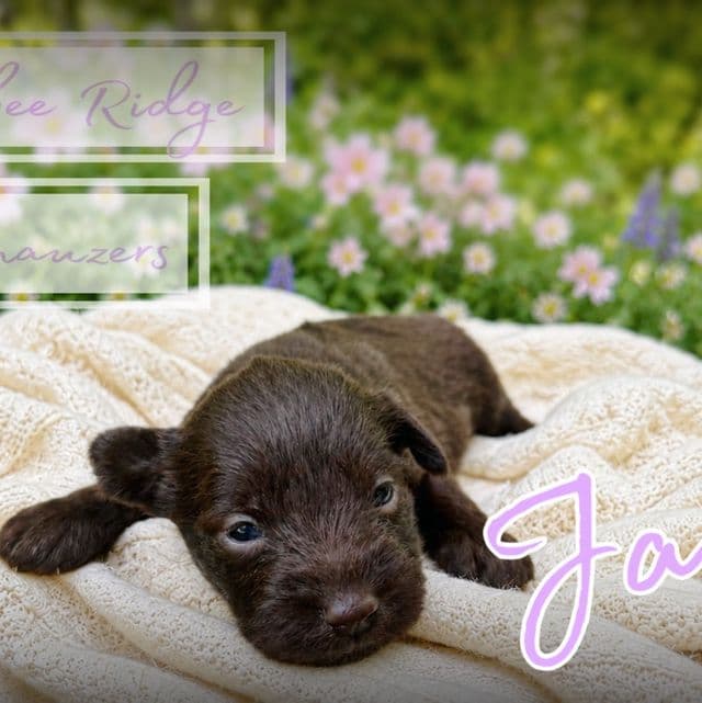 Akc Jacks - Miniature Schnauzer Male