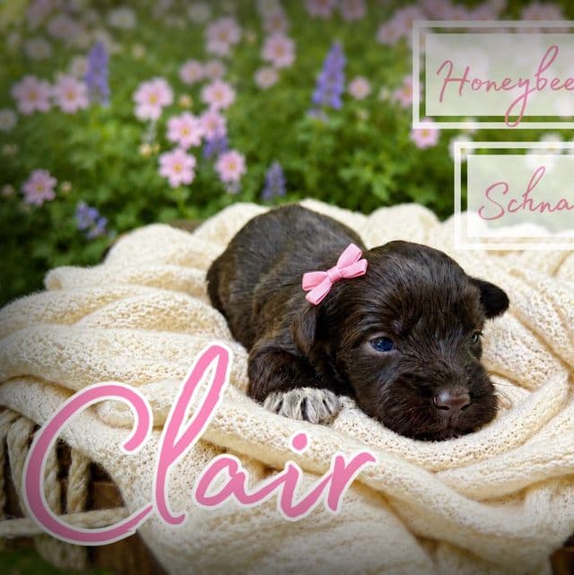 Akc Clair - Miniature Schnauzer Female
