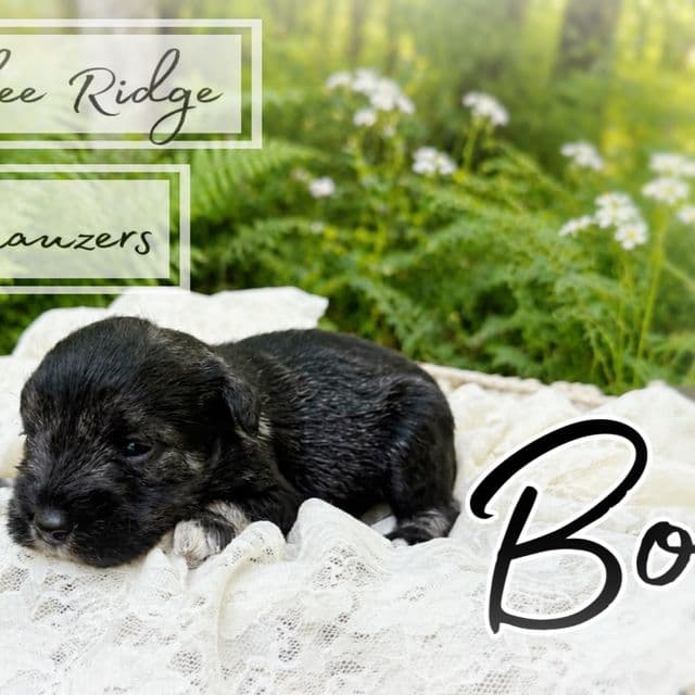 Akc Bo - Miniature Schnauzer Male