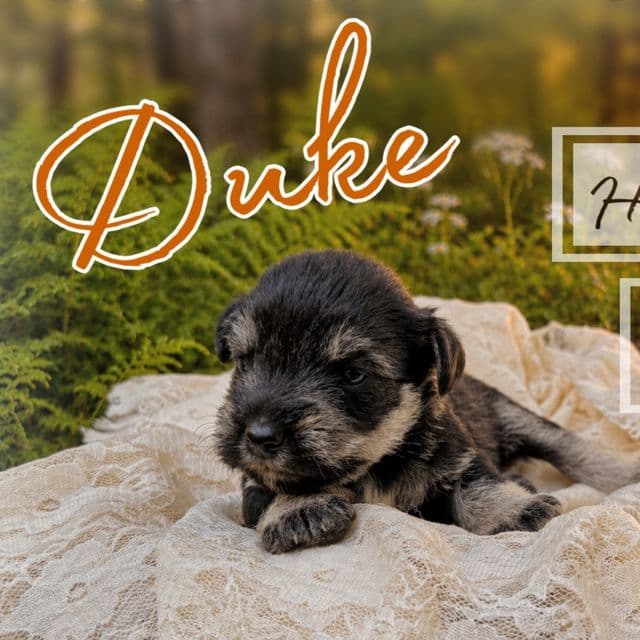 Akc Duke - Miniature Schnauzer Male