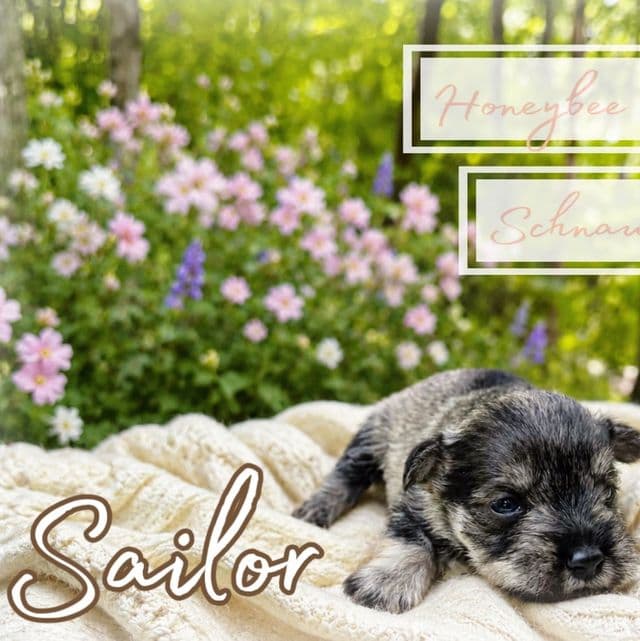 Akc Sailor  - Miniature Schnauzer Male