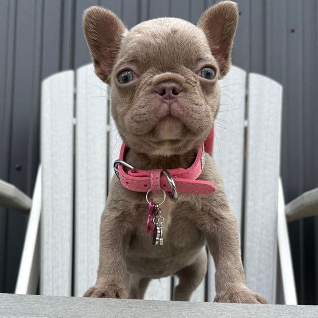  Chanel - French Bulldog Female