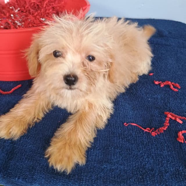 Sparkles - Havapoo Female