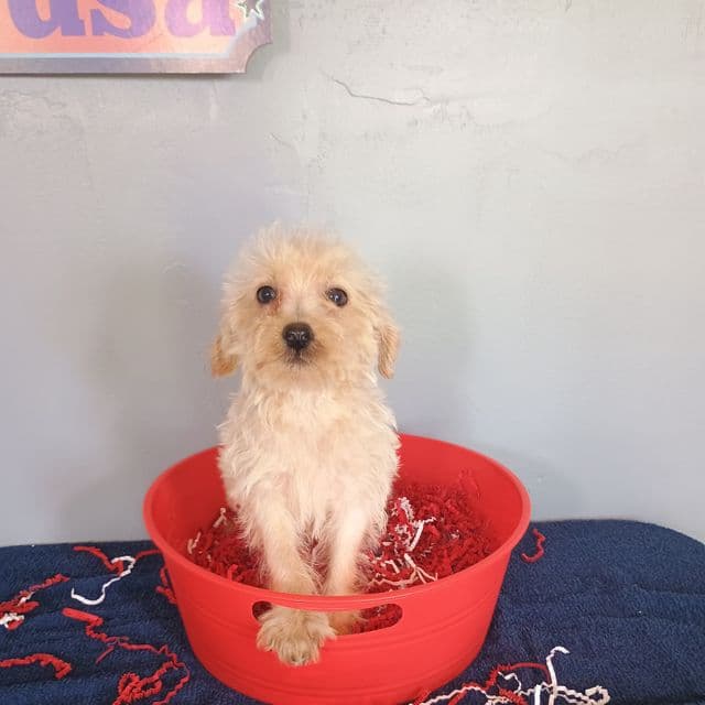 Sweetie - Havapoo Female