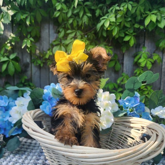 Maddie - Yorkshire Terrier Female
