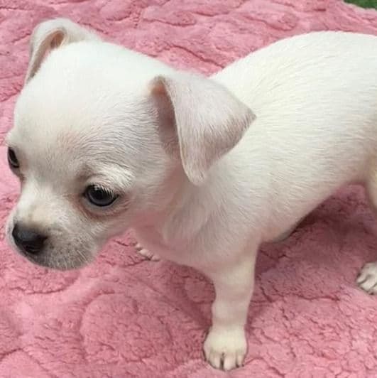 Darci - Chihuahua Female