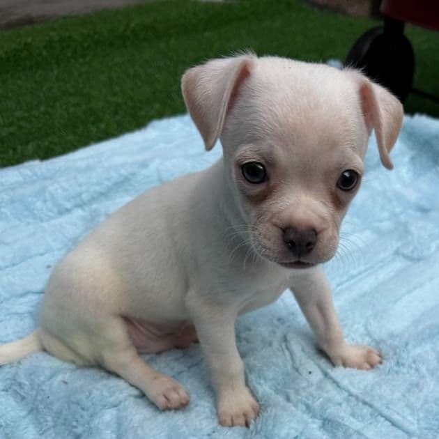 Dylan - Chihuahua Male