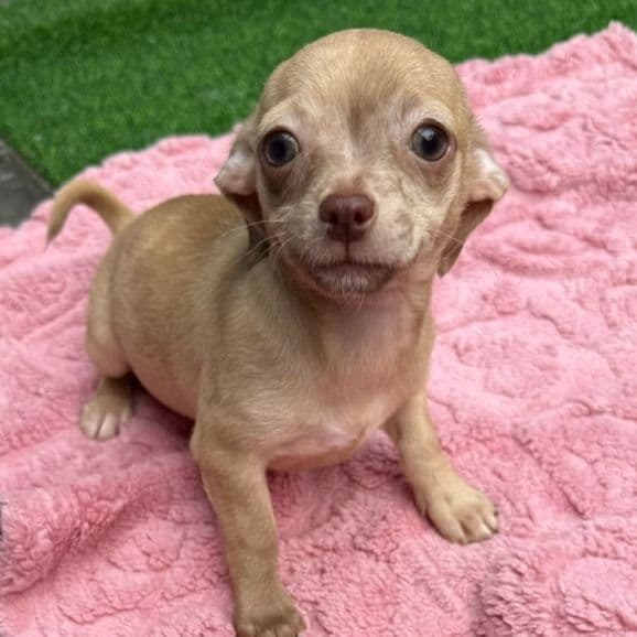 Lizzie - Chihuahua Female