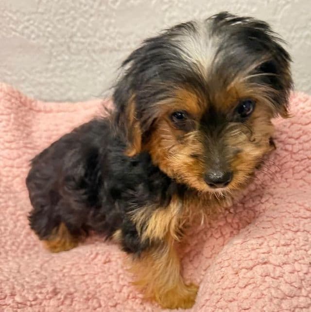 Dolly - Yorkshire Terrier Female